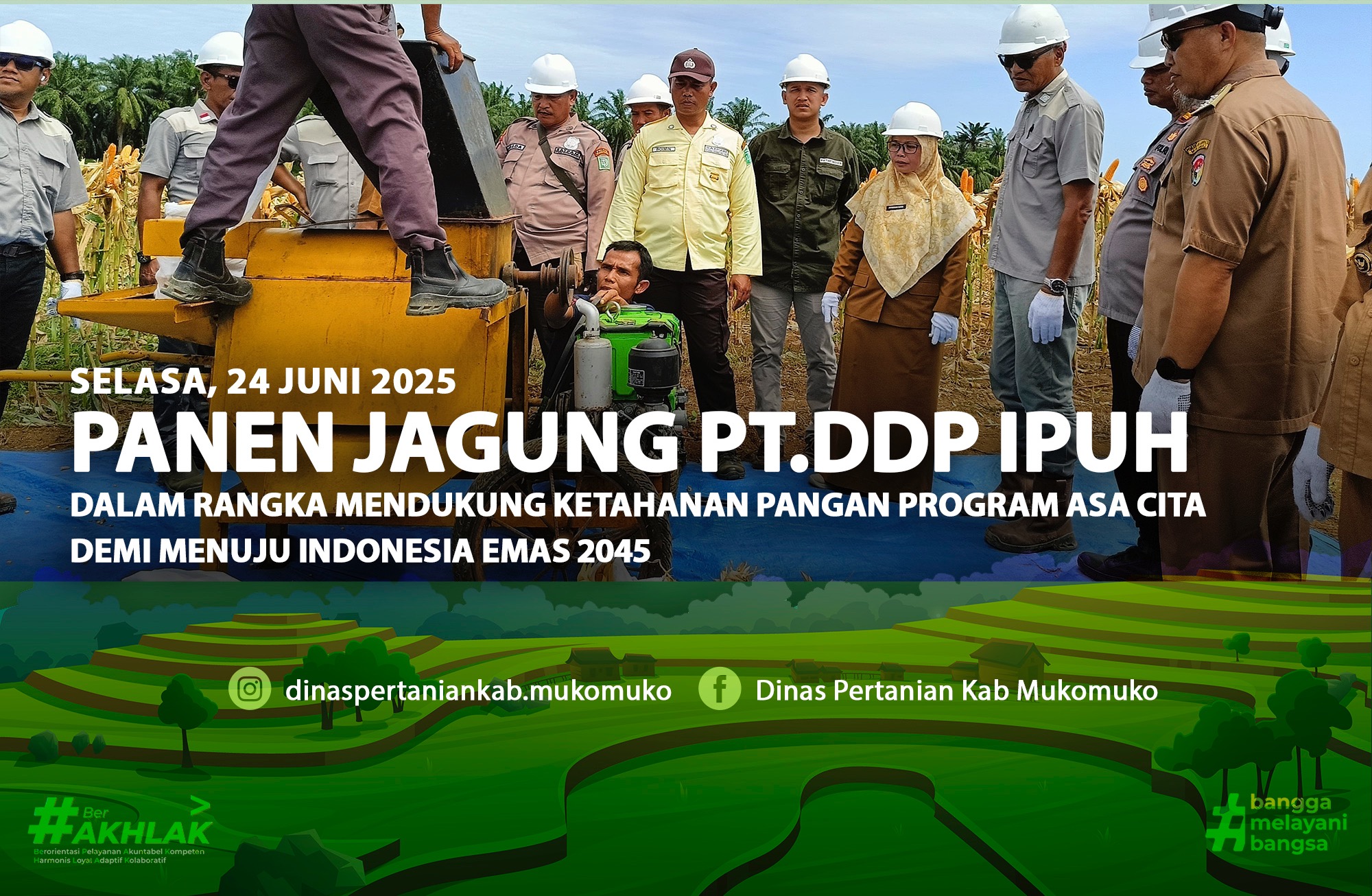 Panen Jagung Bersama di PT.DDP Kec.Ipuh