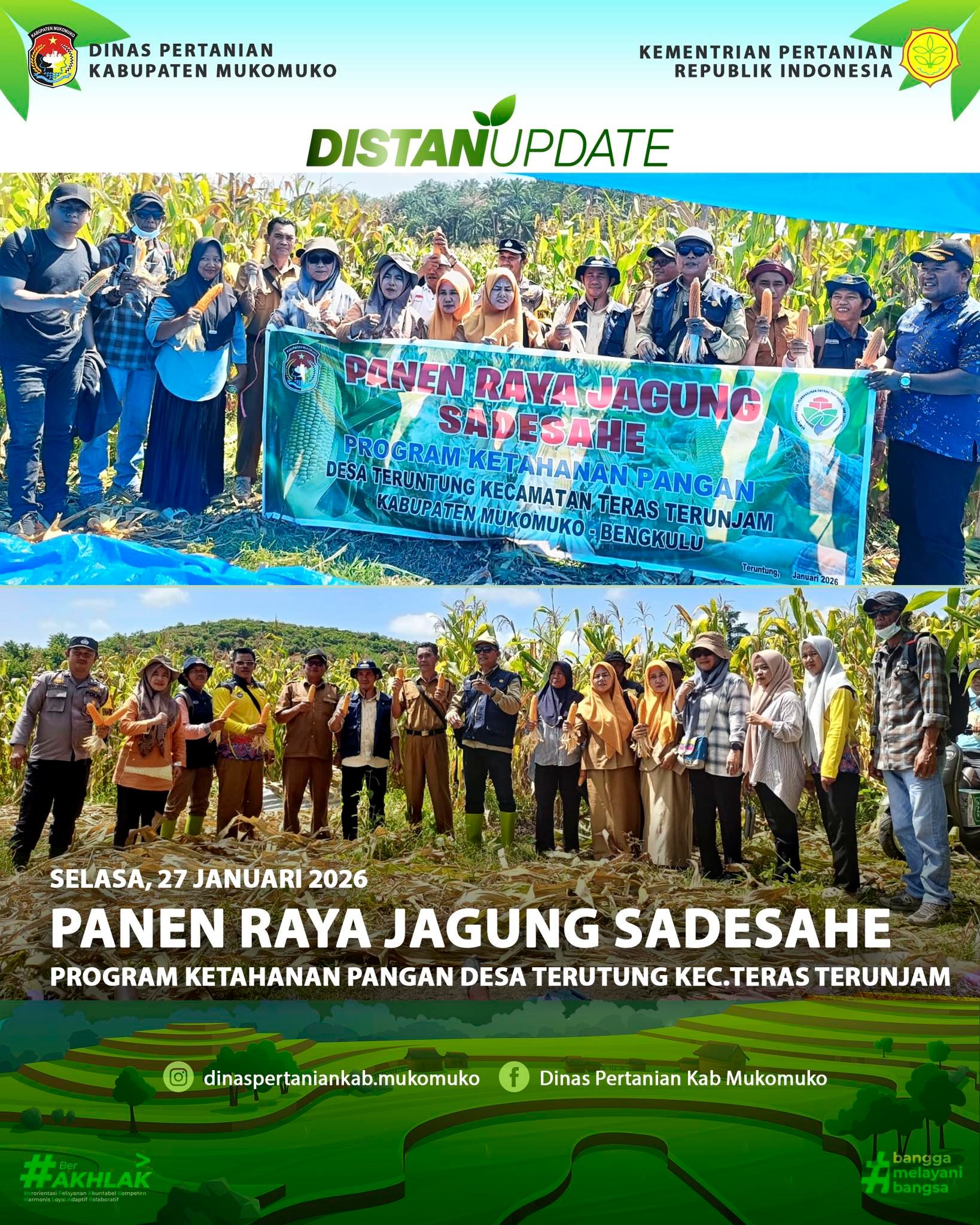 Panen Raya Jagung Sadesahe